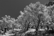 olive trees near the Saklikent Gorge