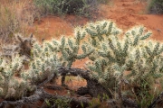 cactus, Valley of Fire