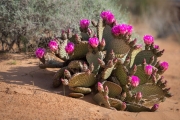 cactus bloom, Valley of Fire
