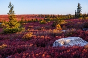 Dolly Sods