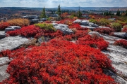 Dolly Sods