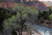 The Watchman, Zion National Park