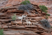 young bighorn sheep, East Plateau, Zion National Park