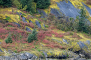 colorful lichen, Glacier Bay