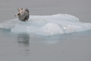 harbor seal on floating ice