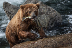 Alaska Inside Passage-Bears