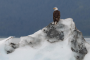 bald eagle on an iceberg