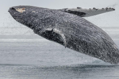 Alaska Inside Passage-Whales