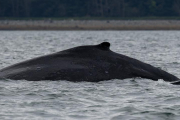 Humpback Whales - mother and calf