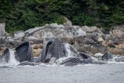 Humpback Whales - cooperative (bubble net) feeding
