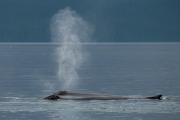 Humpback Whale breathing