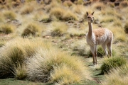 vicuna in a bofedales