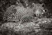Leopard, Mashatu
