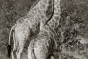 Giraffes, Mashatu