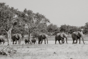 Elephants, Mashatu