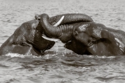 Elephants greeting, Chobe
