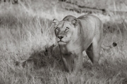 Lioness, Okavango
