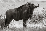 Wildebeest, Mashatu
