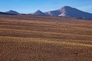 tasso grasses on the altiplano