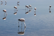 flamingos, Chaxa