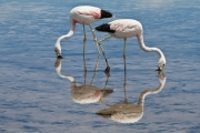 flamingos, Chaxa