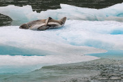 leopard seal, Laguna San Rafael