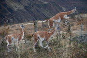 guanacos, Patagonia National Park