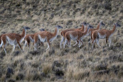 guanacos, Patagonia National Park