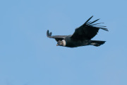 condor