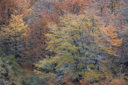 fall colors, lenga trees