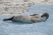 leopard seal, Laguna San Rafael
