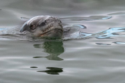 leopard seal, Laguna San Rafael