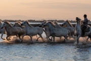 Camargue horses and guardian