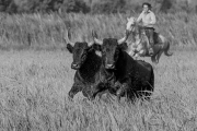 black bulls, Camargue