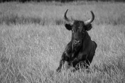 black bull, Camargue