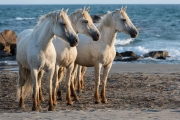 Camargue horses