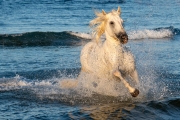 Camargue stallion
