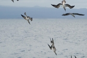 Blue-footed boobies diving for fish