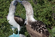 Blue-footed boobies mating ritual