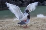 Swallowtailed gulls mating