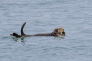 sea otter