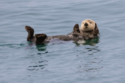 sea otter