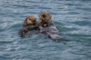 sea otters