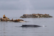 humpback whale and sea lions