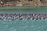 surf scoters