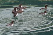 common murre