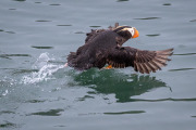 tufted puffin