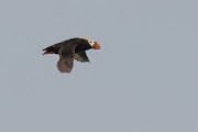 tufted puffin