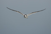 black legged kittiwake