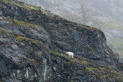 mountain goat